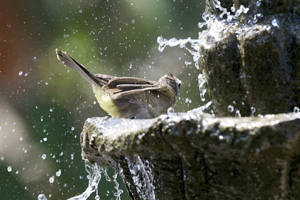 Birds on Water Fountain